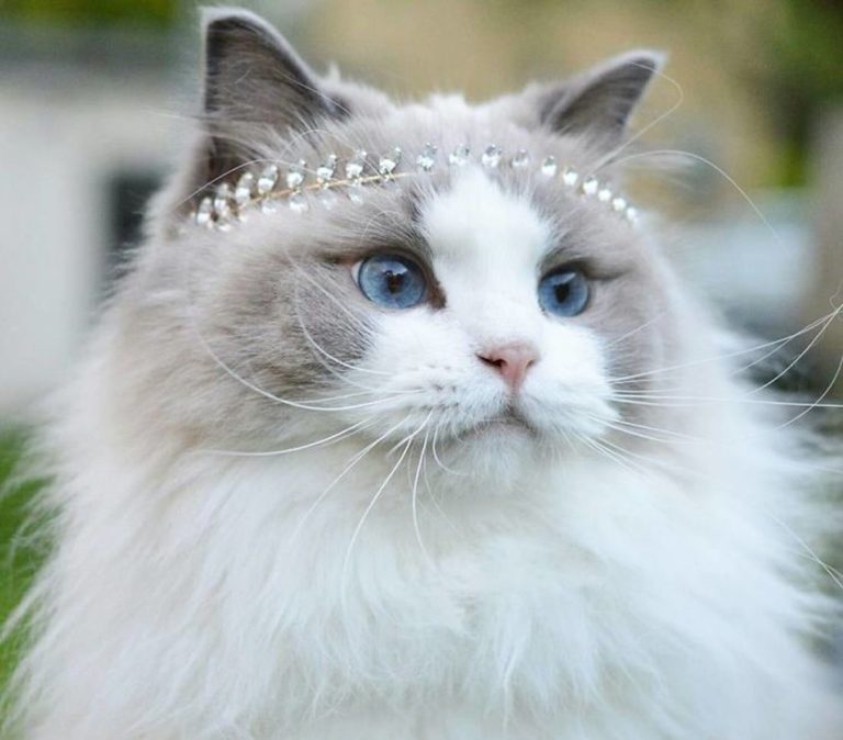 Aurora: la gatta principessa [FOTO]
