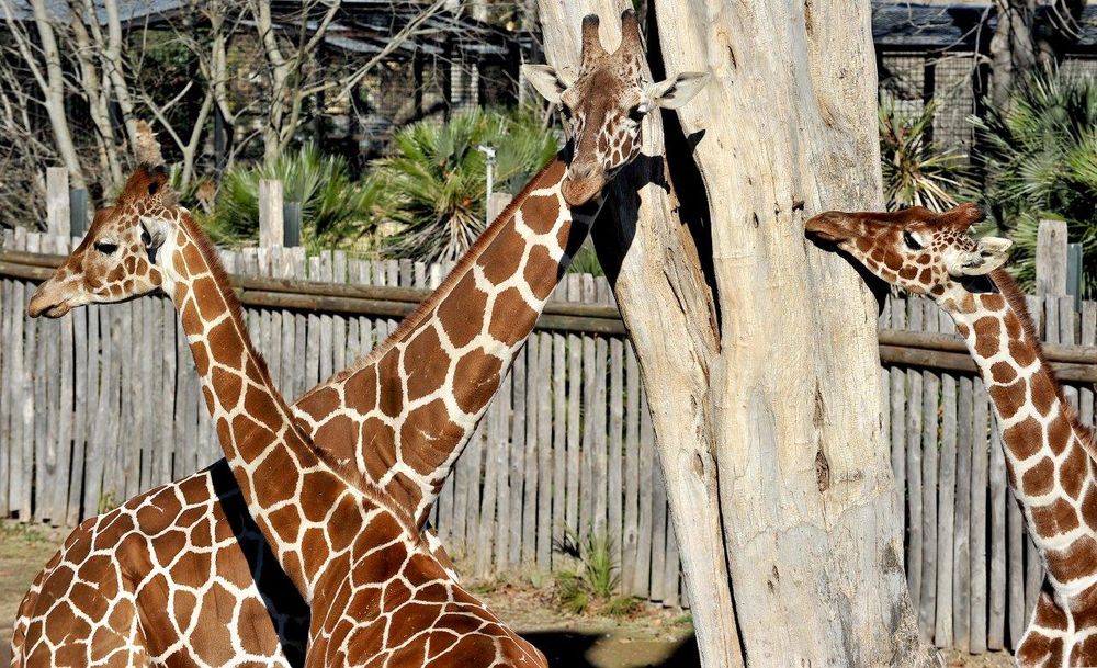 Al Bioparco di Roma “Sua altezza la giraffa!” [FOTO]
