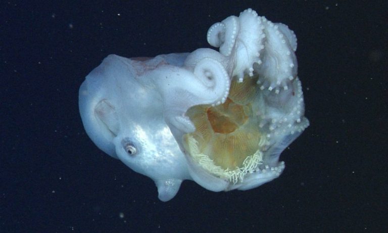 Polpo gigante divora una medusa [VIDEO]