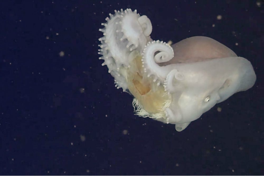 Polpo gigante divora una medusa