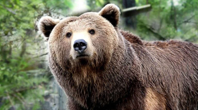 Si avvicina all’orso: quello che fa l’animale è sorprendente [VIDEO]