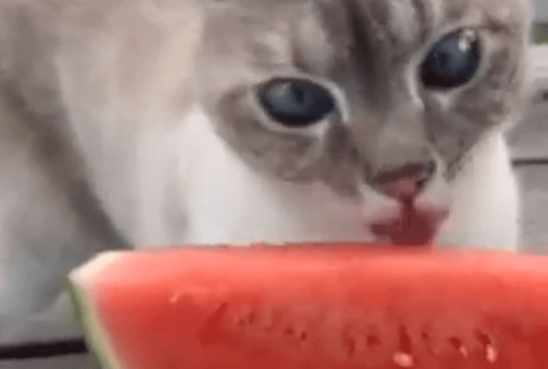 Il gatto ama gli snack… ma solo se sani [VIDEO]
