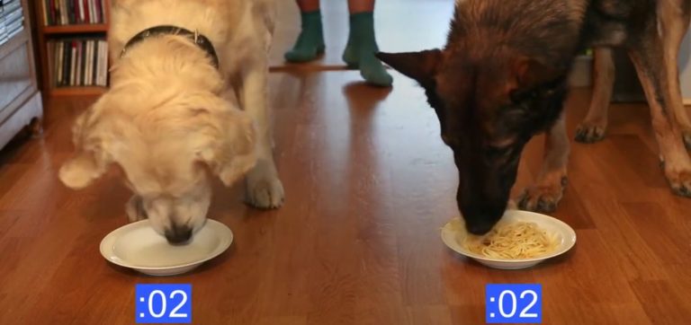 Sfida tra cani a suon di… spaghetti  [VIDEO]