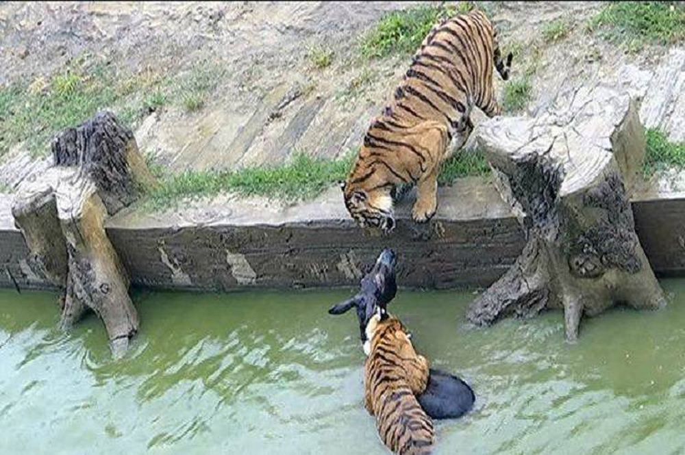 Orrore in Cina: asino dato in pasto vivo alle tigri dello zoo [VIDEO – IMMAGINI FORTI]