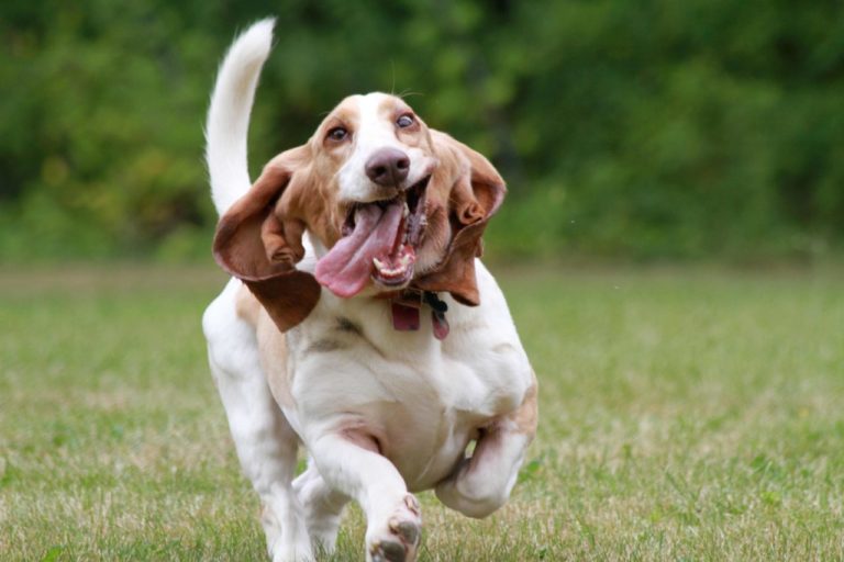 Basset hound: 6 cose che non sospetti del re dei cani “bassetti”