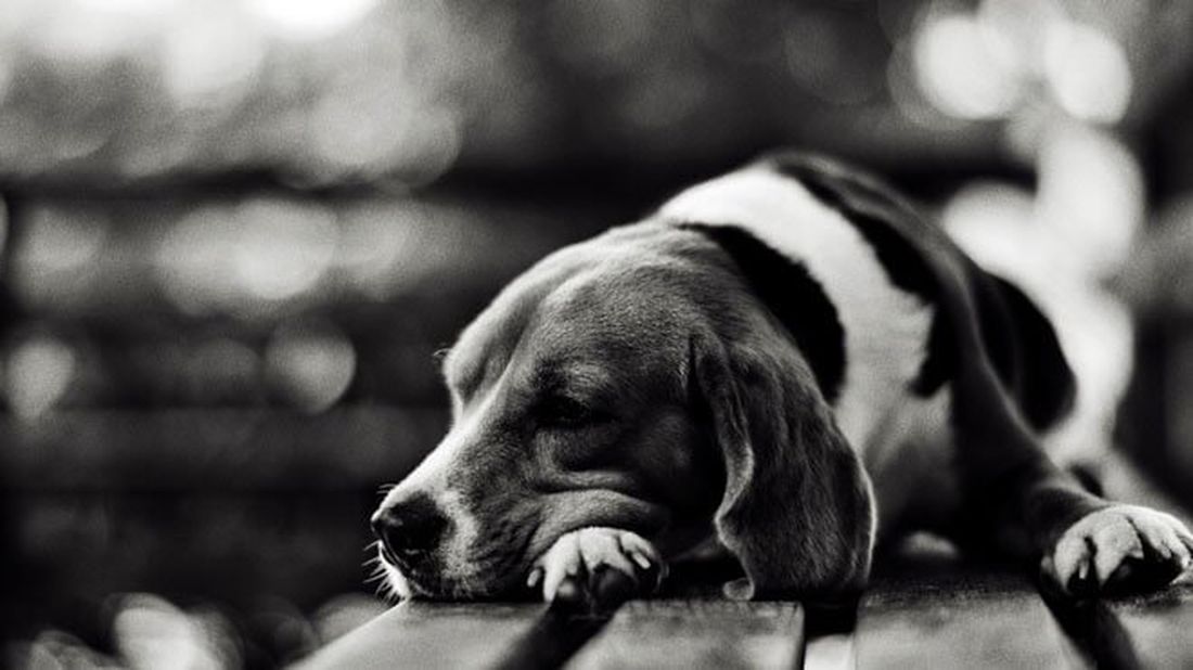 Cane si lascia morire insieme al suo amato umano