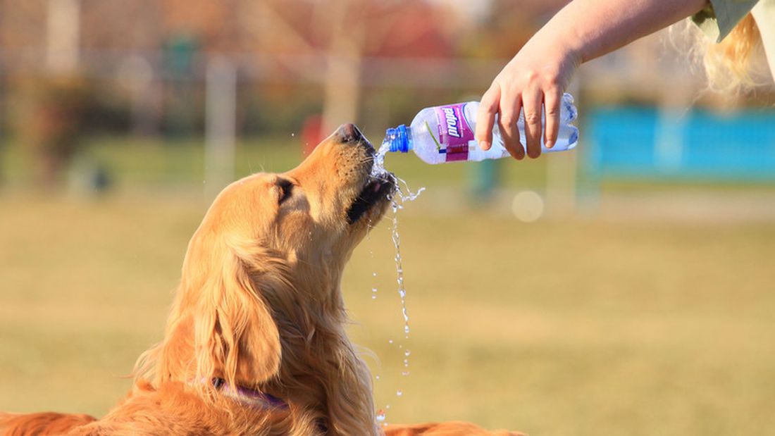 Arriva il caldo: consigli per Micio e Fido