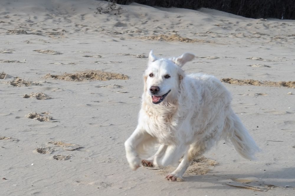 Operazione cani in spiaggia 2017