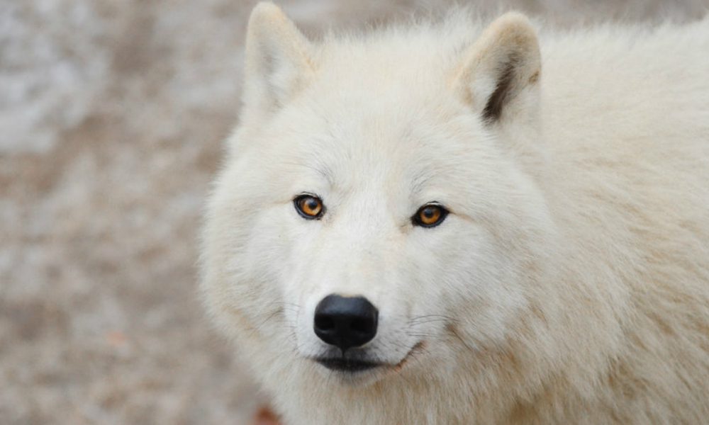 Cane massacrato con pezzi di lavatrice: è caccia all’assassino