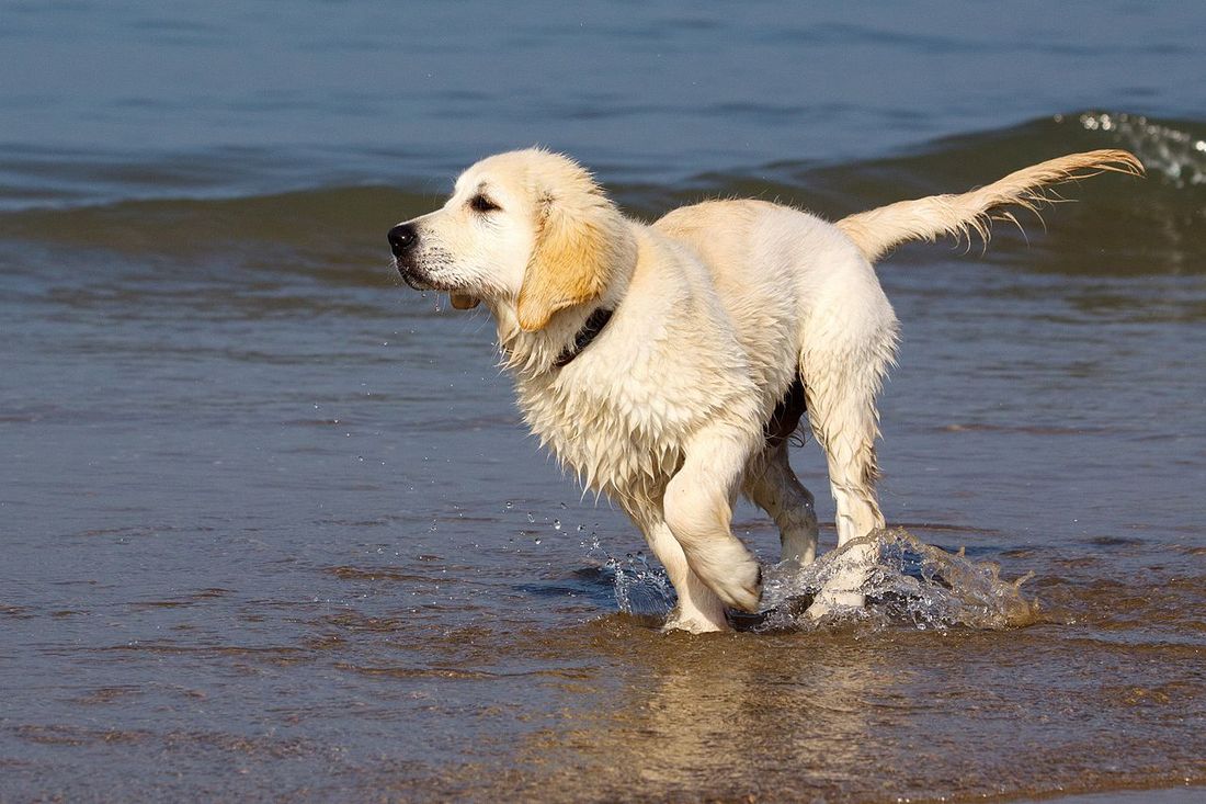 Operazione cani in spiaggia 2017