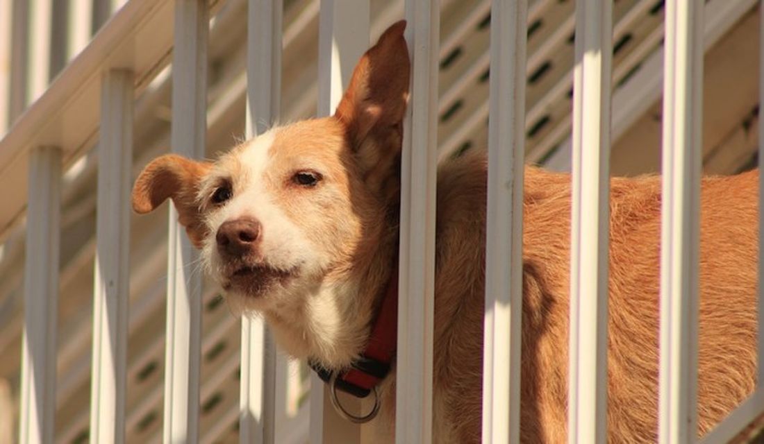 Cane si lancia dal quarto piano sotto gli occhi attoniti dei passanti