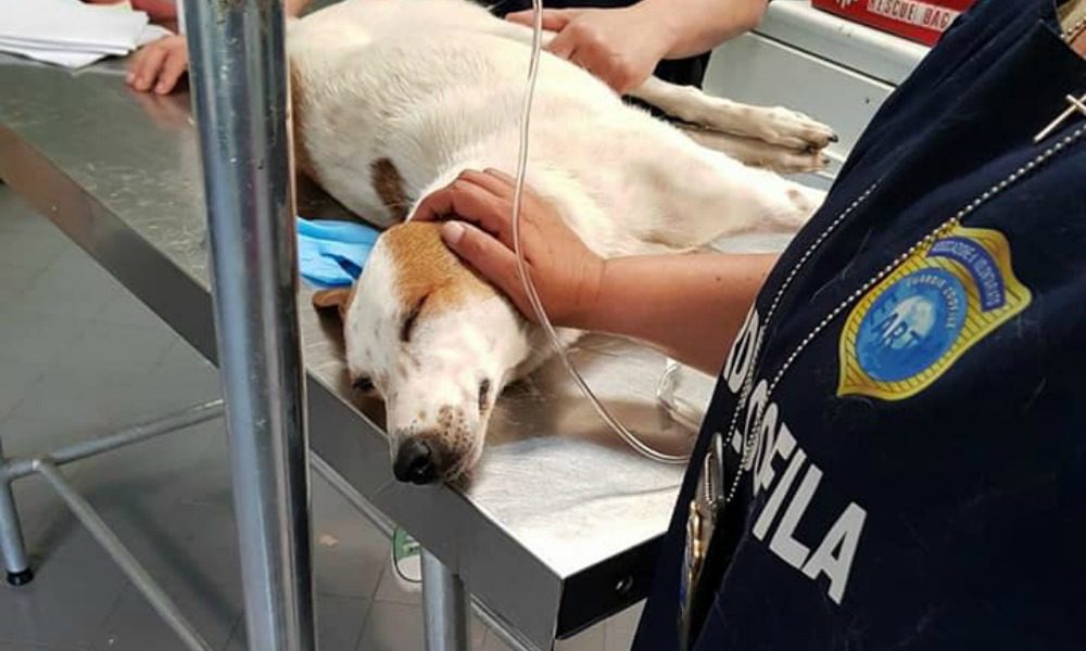 Perché c'è il preaffido prima dell'adozione? Lo insegna la triste storia di questo cane