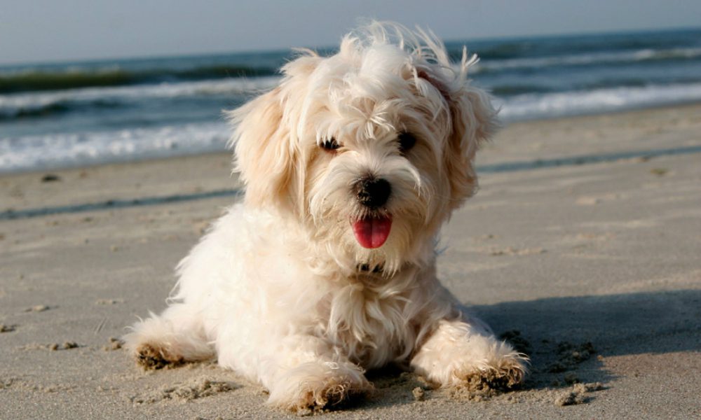 Gaza: vietato passeggiare in spiaggia con i cani