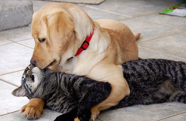 Spara al cane e al gatto in giardino: denunciato un pensionato