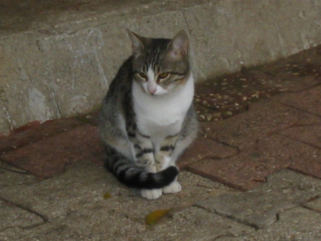 Un gattino troppo intraprendente… [VIDEO]