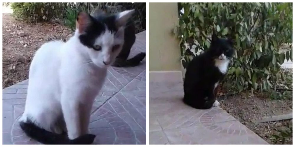 “Caro amico ti scrivo…”: gattini in cerca di cibo e coccole [VIDEO]
