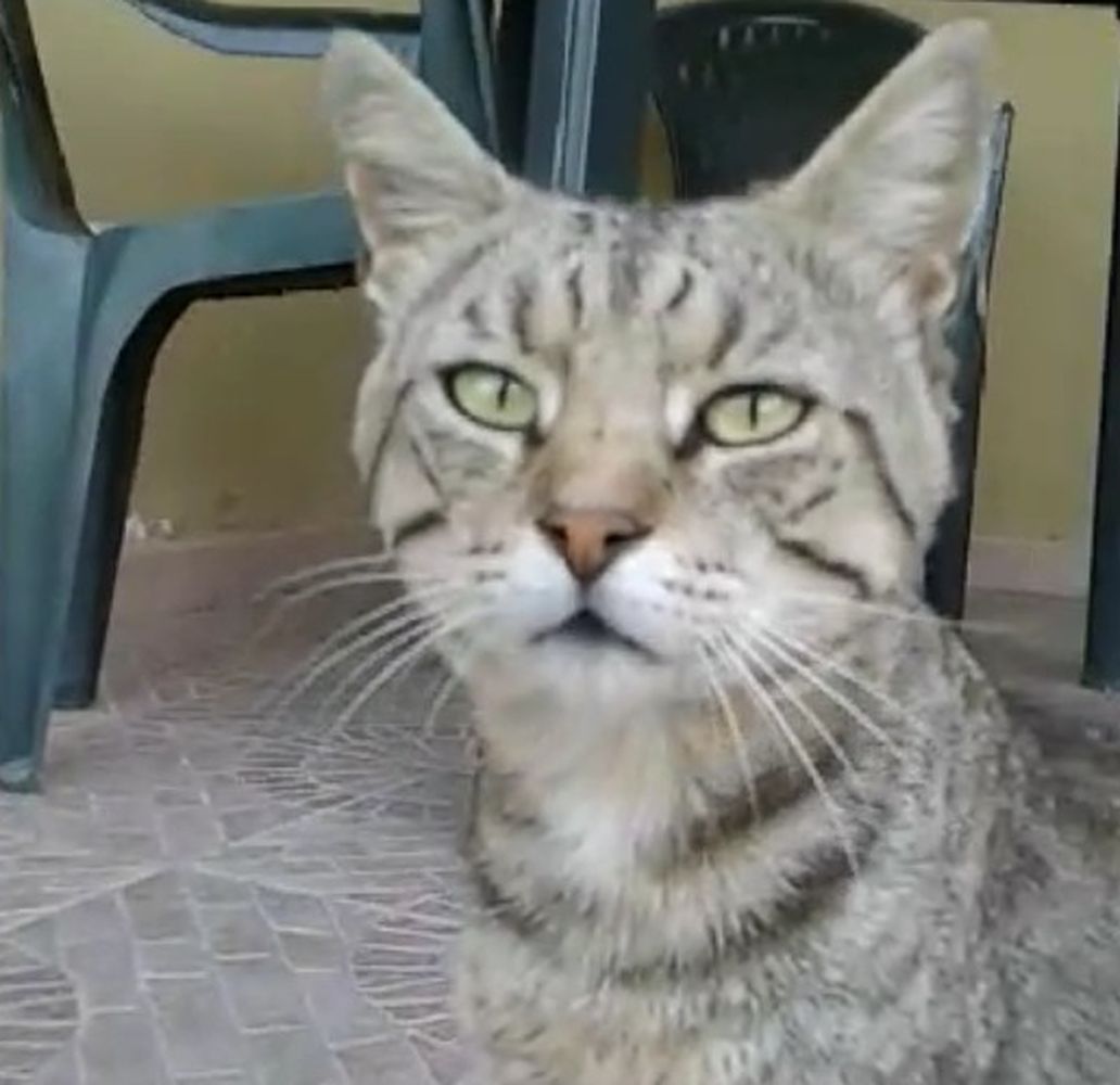 “Caro amico ti scrivo…”: gattini in cerca di cibo e coccole [VIDEO]