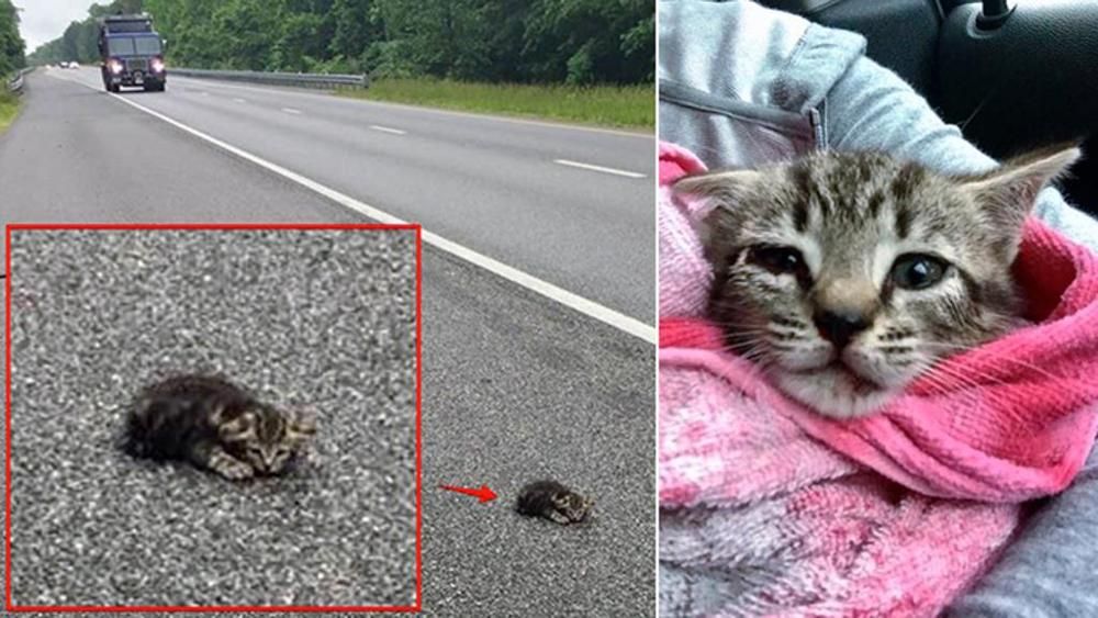 Gattino lanciato in autostrada da un’auto in corsa