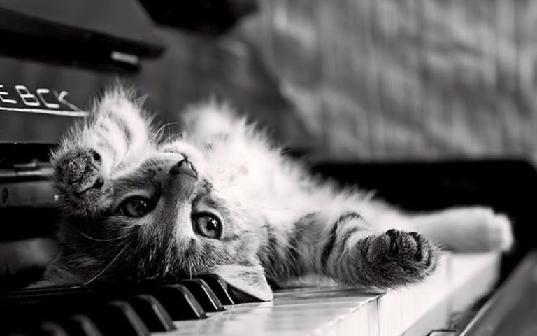 Concerti per… felini [VIDEO]