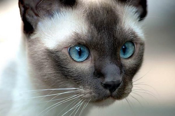 Siamese: 5 caratteristiche che lo rendono il gatto per “eccellenza”