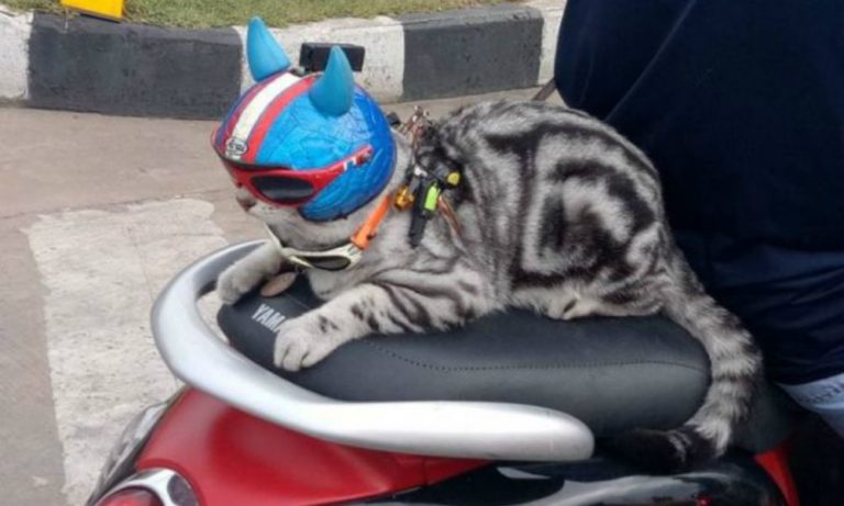 Neko: il gatto che adora viaggiare in scooter [VIDEO]