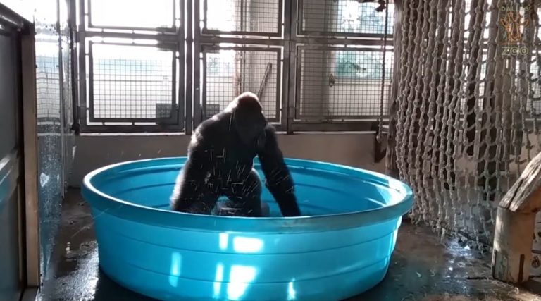 Il gorilla ballerino [VIDEO]