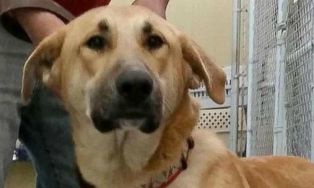 Trova un cane abbandonato e scrive una lettera all'ex proprietario