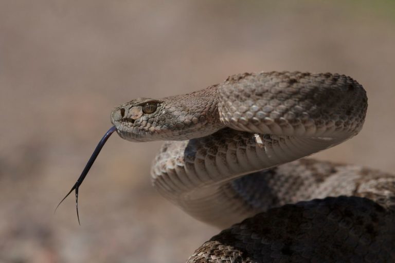 Trovato serpente a due teste: le [FOTO] agghiaccianti dell’animale