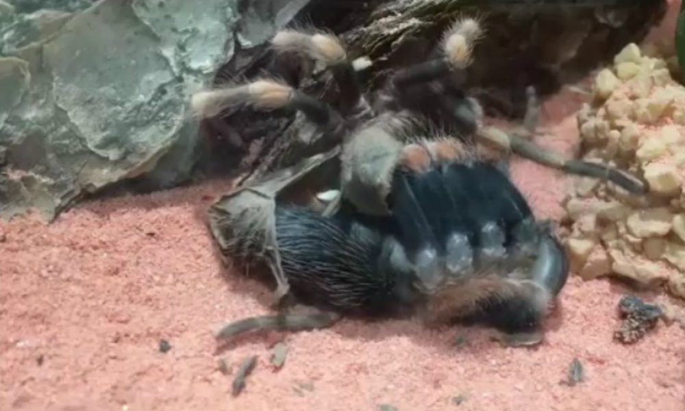 L’incredibile muta di una tarantola messicana [VIDEO]