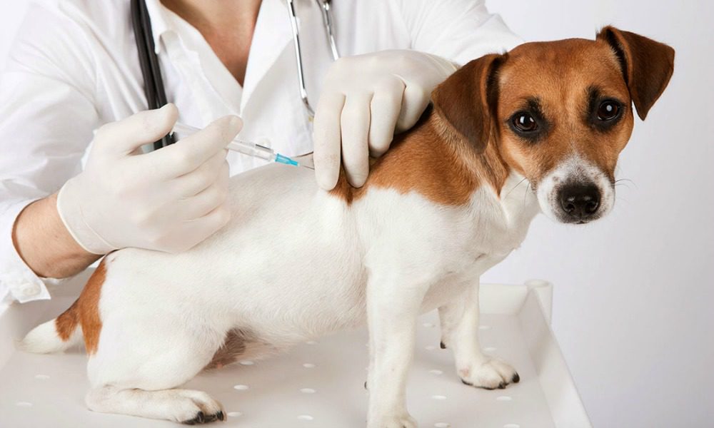 Allarme: solo la metà dei cani e gatti di casa sono vaccinati