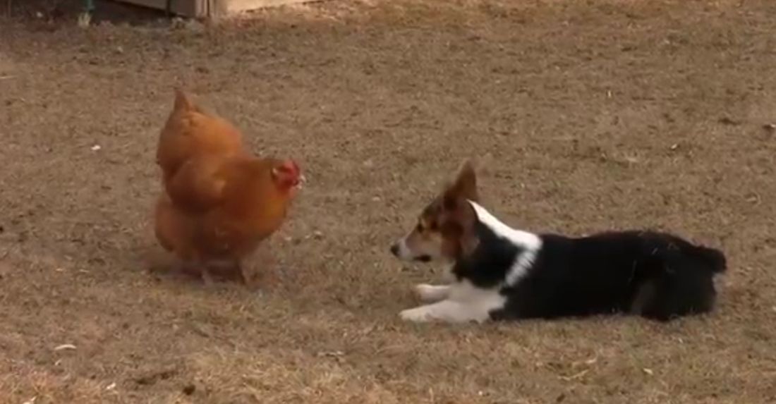 Corgi vs Gallina [VIDEO]