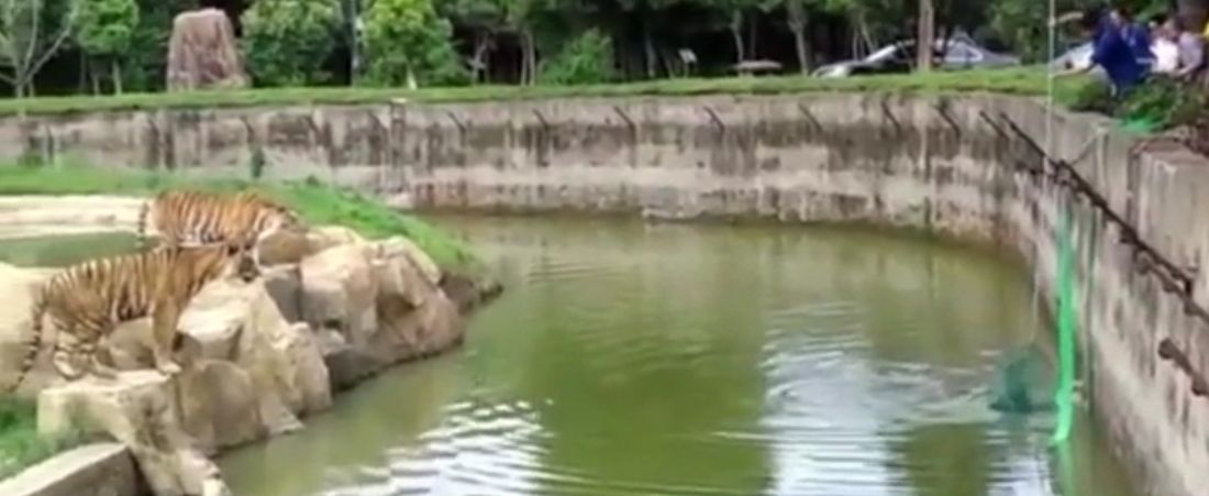 Video shock: cane cade nella vasca delle tigri [VIDEO]