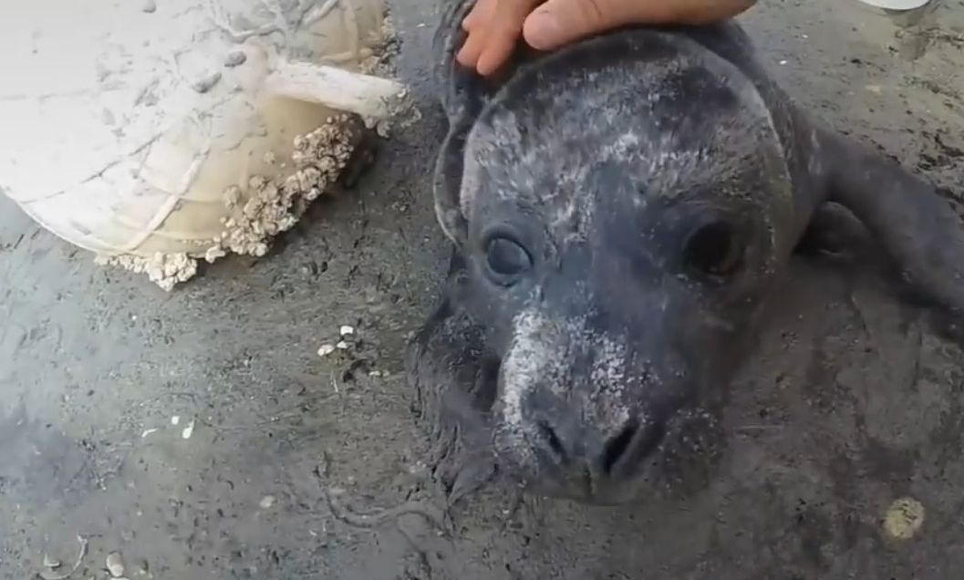 Un cucciolo molto riconoscente [VIDEO]