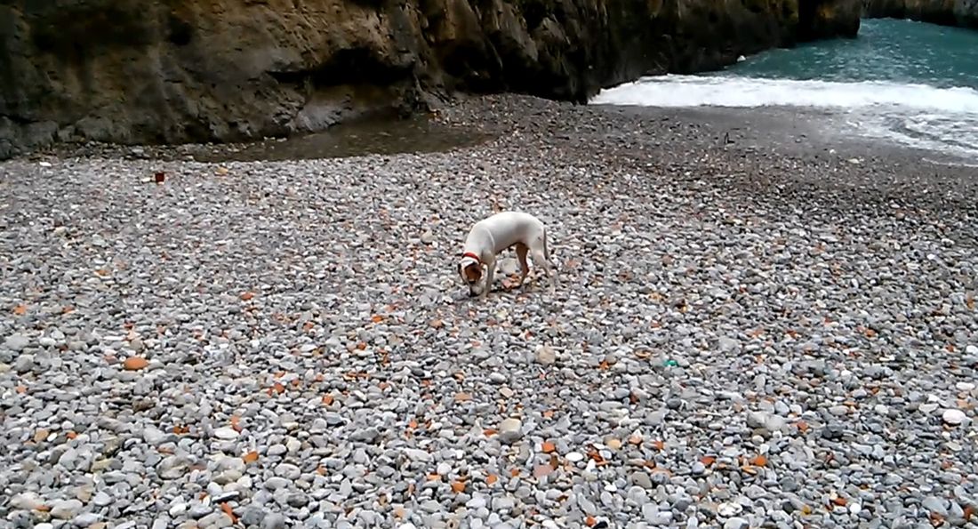 "Caro amico ti scrivo...": Una passeggiata in riva al mare [VIDEO]