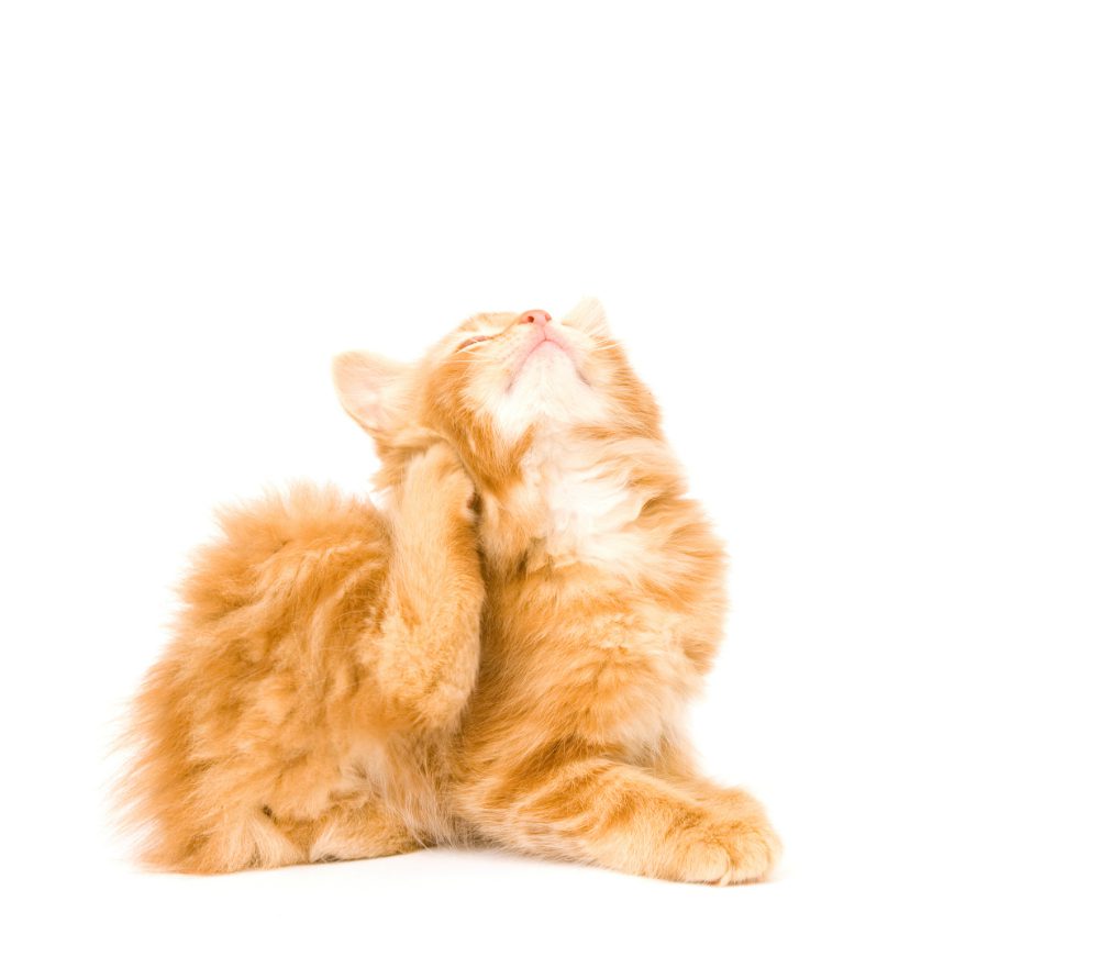 “L’esperto risponde”: l’acariasi del gatto
