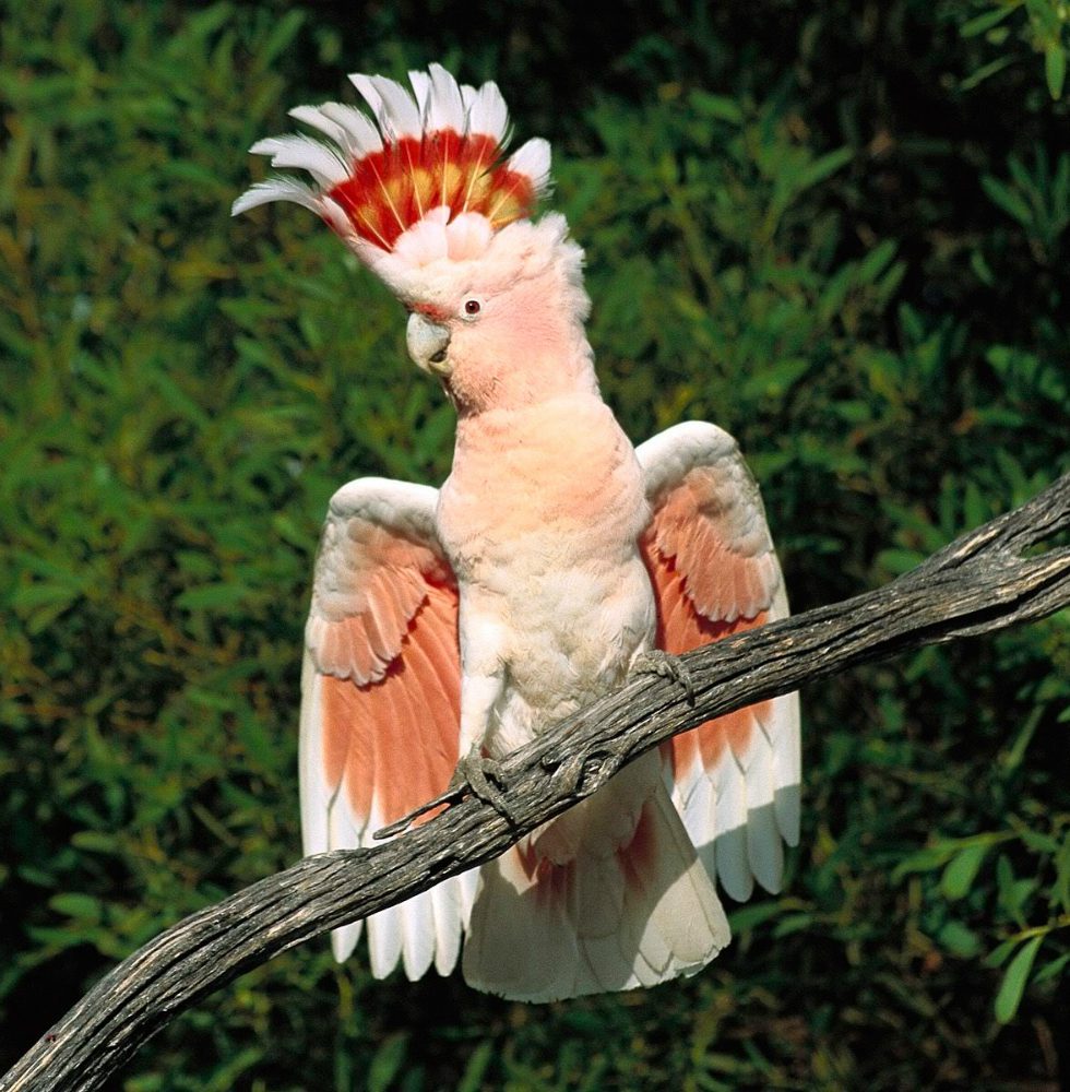 Cacatua: scheda dell’uccello