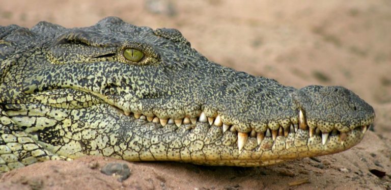 Coccodrillo e alligatore: differenze
