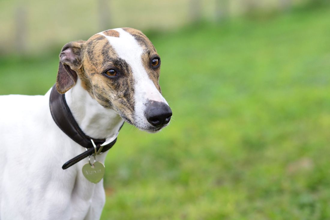 "Caro amico ti scrivo...": Cuore di Whippet [FOTO]