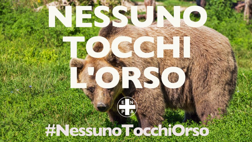 #NessunoTocchiOrso: l’appello dell’ENPA per salvare l’orso del Trentino