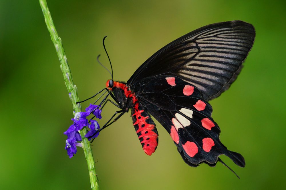 Farfalle: le 10 specie più belle