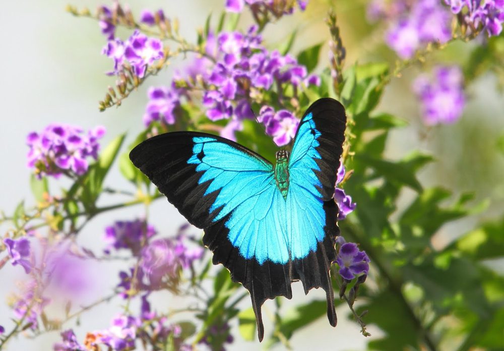 Farfalle: le 10 specie più belle