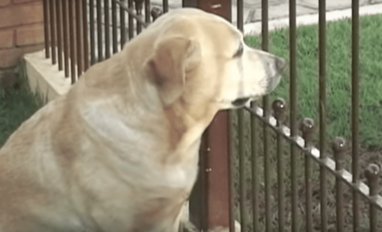 Il cane aspetta il gatto malato: quando torna dalla clinica… [VIDEO]