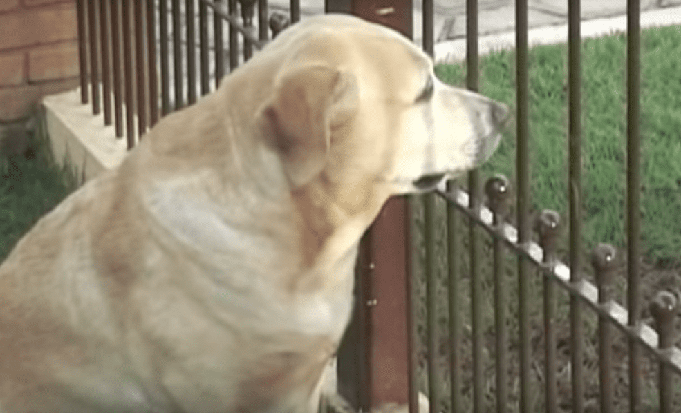 Il cane aspetta il gatto malato: quando torna dalla clinica... [VIDEO]