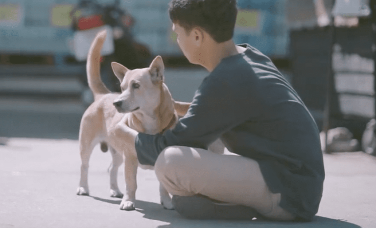 L’uomo che abbraccia i cani randagi [VIDEO]