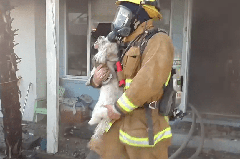 Il cane rischia di soffocare: il vigile del fuoco gli dà l'ossigeno [VIDEO]