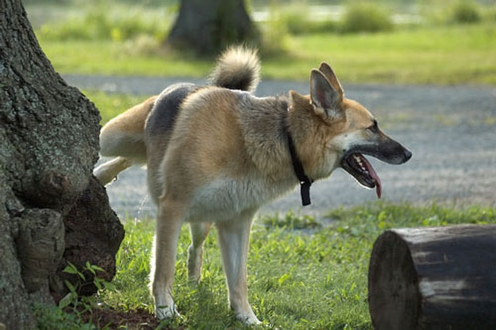 Milano: più multe per chi non raccoglie le deiezioni dei propri cani, l’AIDAA interviene
