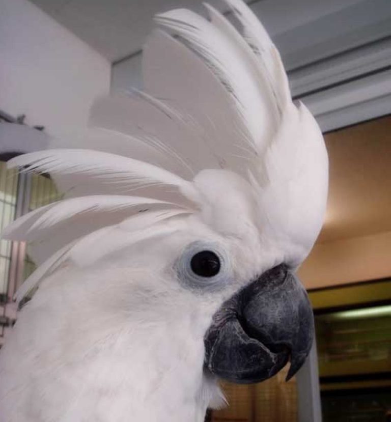 Un pappagallo molto “pavone” [VIDEO]