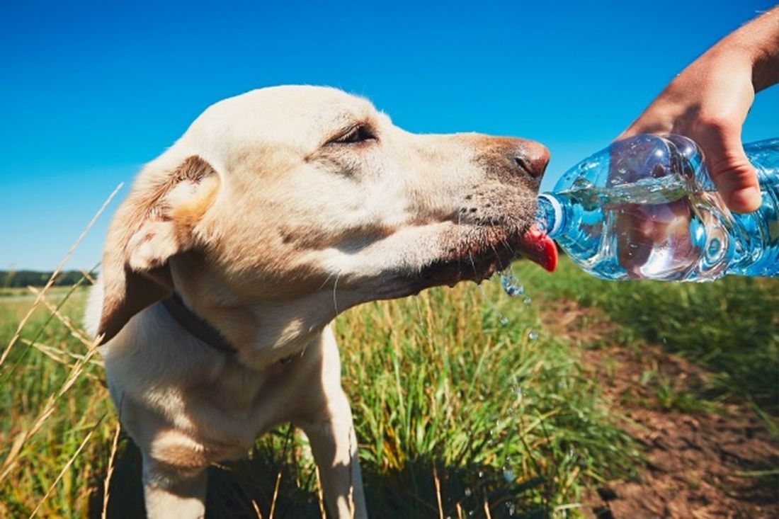 Caldo: il vademecum ENPA per gli animali