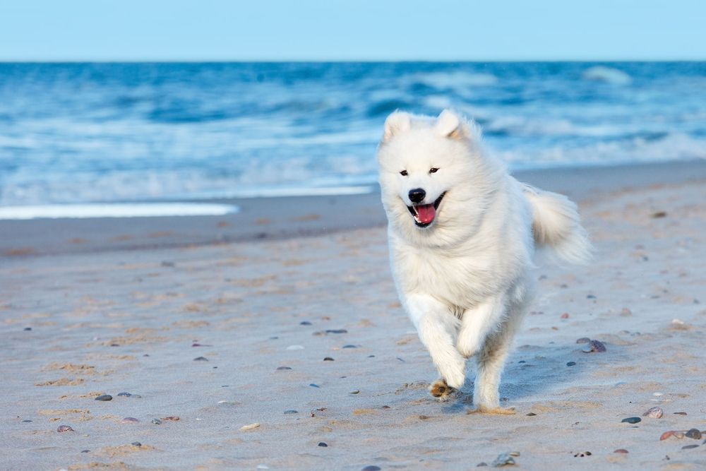 Cani in spiaggia: doveri, diritti e trucchi per non farsi cacciare