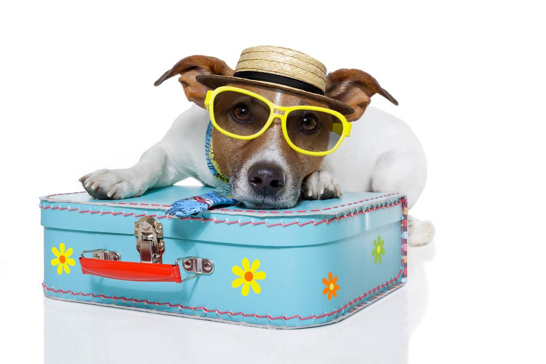 Vacanze: regole di viaggio con Fido e Micio